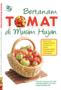 Bertanam Tomat di Musim Hujan